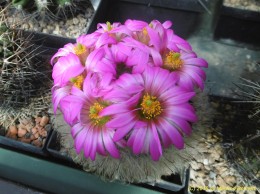 Mammillaria guelzowiana